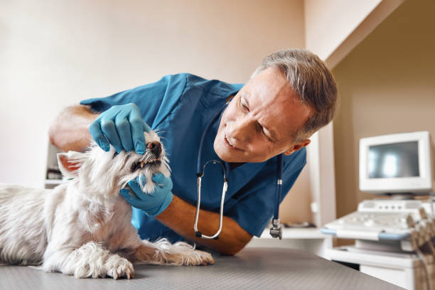 Best After-Hours Dental Trauma Care in Rosedale, MD